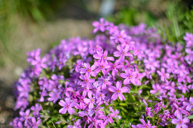 Polsterphlox im Herbst pflanzen