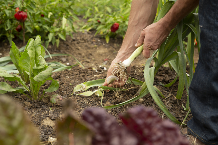 Porree richtig ernten