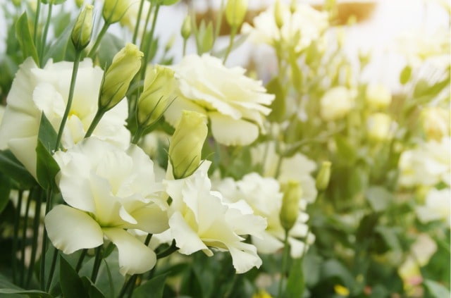 Prärie-Enzian (Eustoma) - ist er winterhart oder frostempfindlich