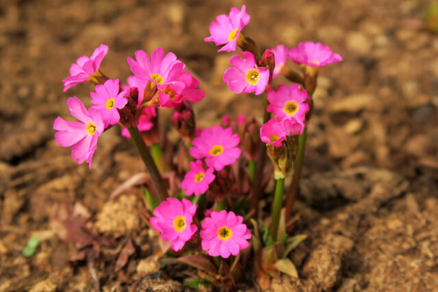 Primel - Blütezeit und Pflege