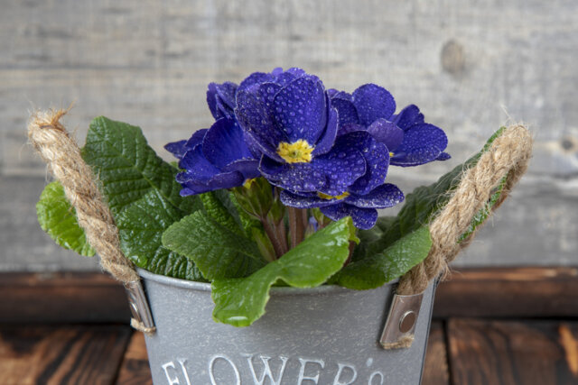 Primeln gießen - wie viel und wie oft