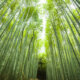 Riesenbambus - wie schnell wächst die Pflanze