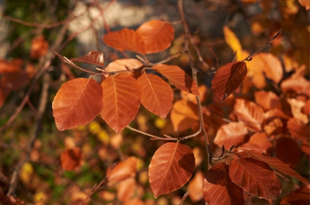 Rotbuche - Merkmale und Wissenswertes über die Rinde
