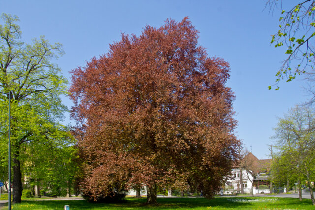 Rotbuche - das Wachstum pro Jahr