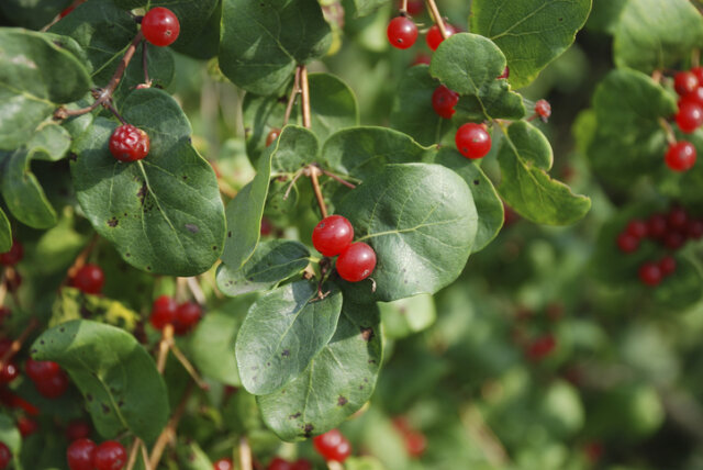 Rote Heckenkirsche - ist sie giftig