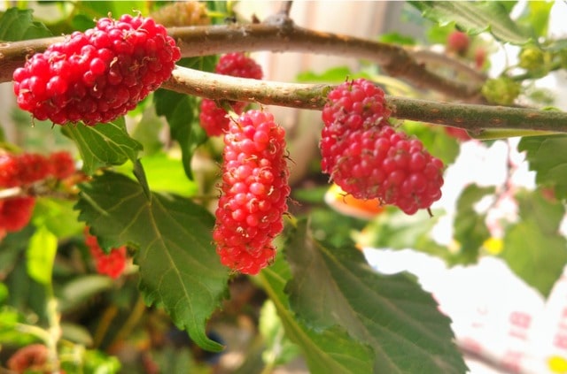 Rote Maulbeere - die Eigenschaften auf einen Blick