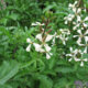 Rucola-Blüten - sind sie essbar