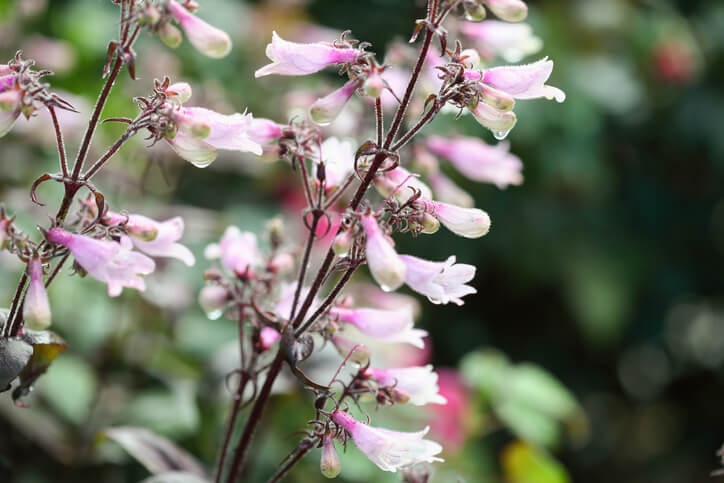 Rückschnitt von Kübelpflanzen