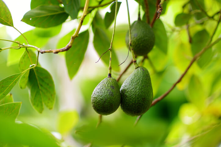 Saison der Avocado in verschiedenen Ländern
