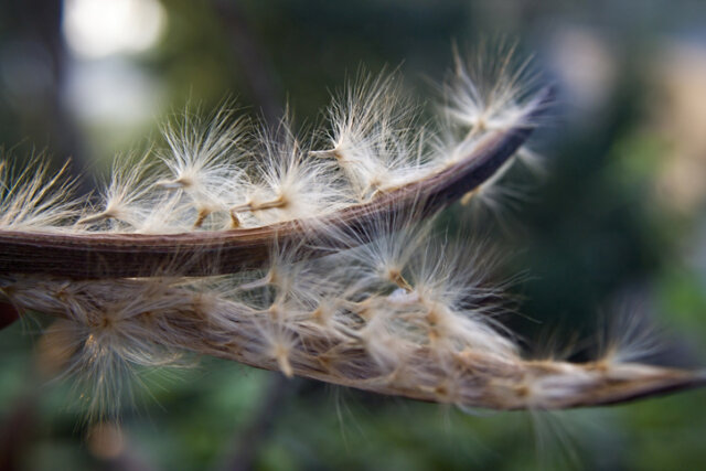 Samen der Wüstenrose - Aussehen, Aussaat, Merkmale und Besonderheiten