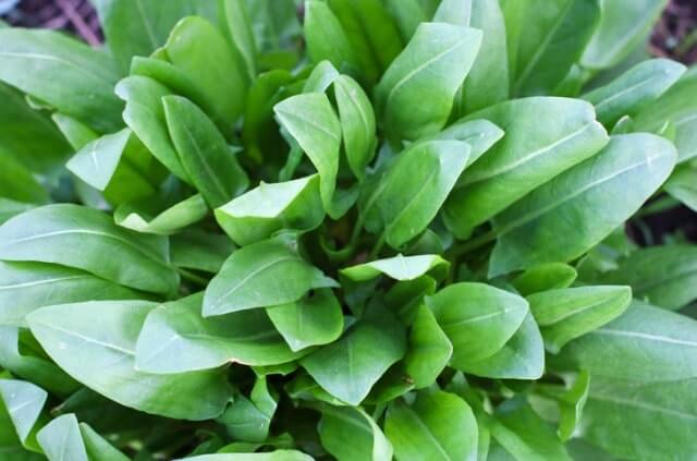 Sauerampfer Standort - wo fühlt er sich am wohlsten