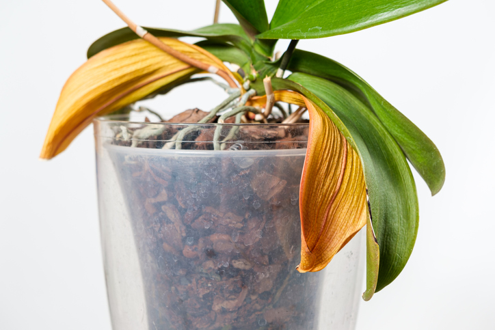 Schädlinge als Ursache für gelbe Orchideenblätter