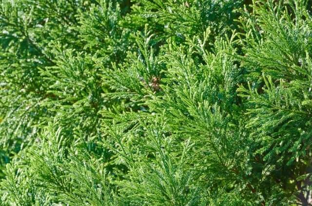 Scheinzypressen - wie schnell wächst sie