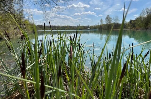 Schilf mähen - das sollten Sie beachten