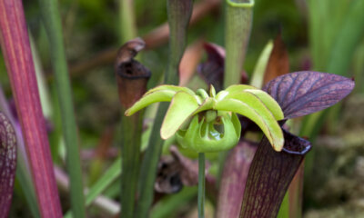 Schlauchpflanze - Blütezeit