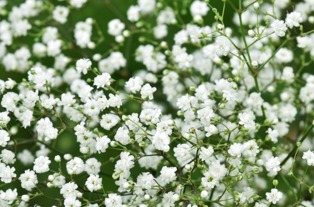 Schleierkraut-Samen - Ernte und Aussaat