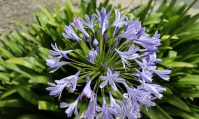 Schmucklilie (Agapanthus) - ist sie winterhart