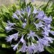 Schmucklilie (Agapanthus) - ist sie winterhart