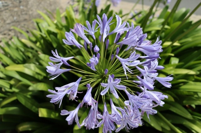 Schmucklilie (Agapanthus) - ist sie winterhart