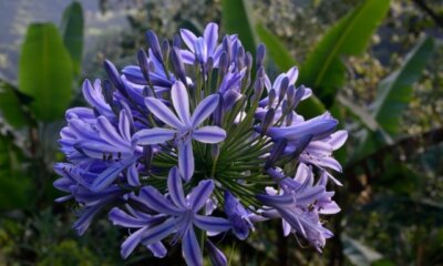Schneiden von Schmucklilien (Agapanthus) - der richtige Zeitpunkt