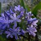 Schneiden von Schmucklilien (Agapanthus) - der richtige Zeitpunkt