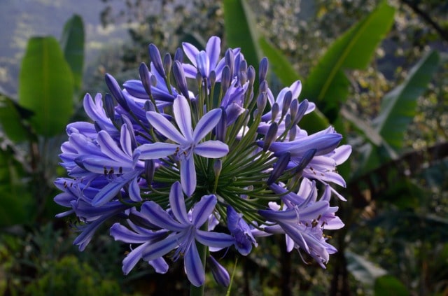 Schneiden von Schmucklilien (Agapanthus) - der richtige Zeitpunkt