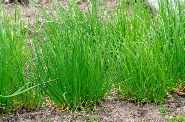 Schnittlauch im Hochbeet überwintern