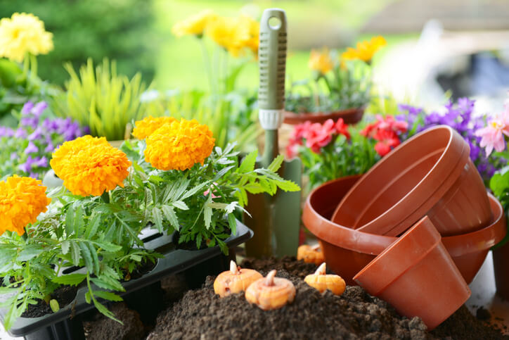 Schritt für Schritt zu einer frühen Blüte