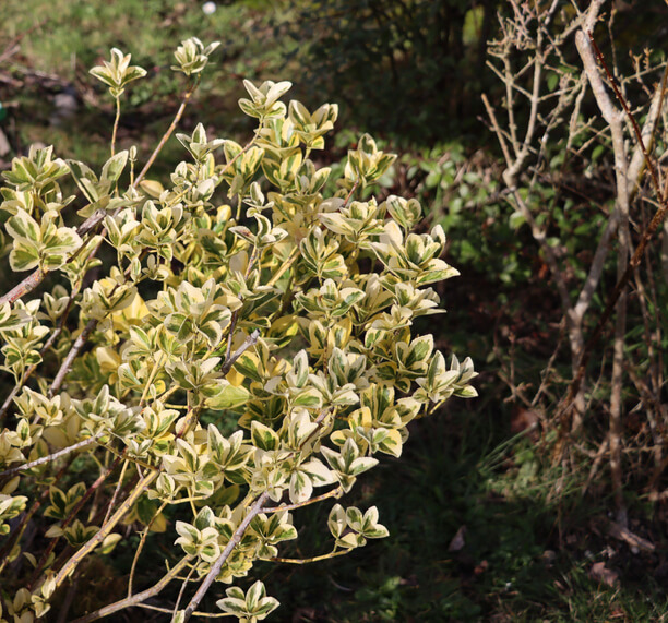 Schutz ausgepflanzter Japanischer Spindelsträucher