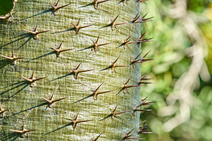 Schutz beim Verschneiden der Madagaskarpalme