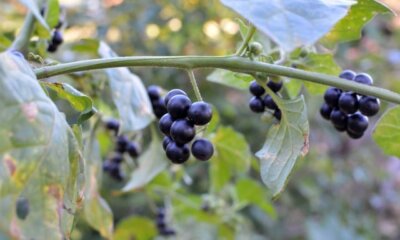 Schwarzer Nachtschatten - sind die Beeren essbar oder giftig