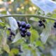 Schwarzer Nachtschatten - sind die Beeren essbar oder giftig