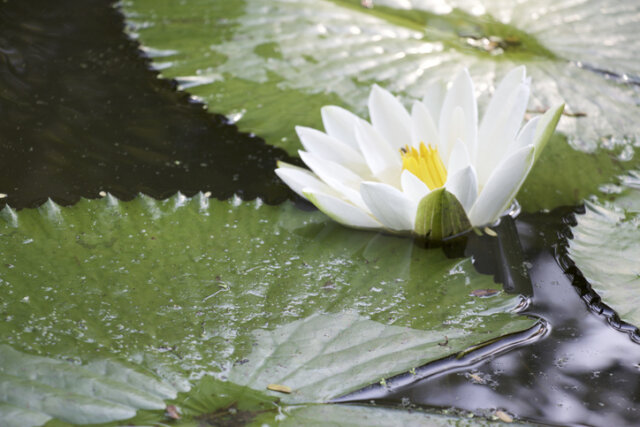 Seerose überwintern - so schützen Sie die Pflanze!