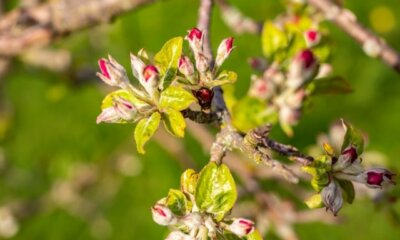 Selbstbefruchtender Apfelbaum - gibt es ihn