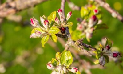 Selbstbefruchtender Apfelbaum - gibt es ihn