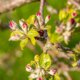 Selbstbefruchtender Apfelbaum - gibt es ihn