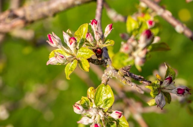 Selbstbefruchtender Apfelbaum - gibt es ihn