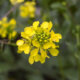 Senf - wann ist die Blütezeit