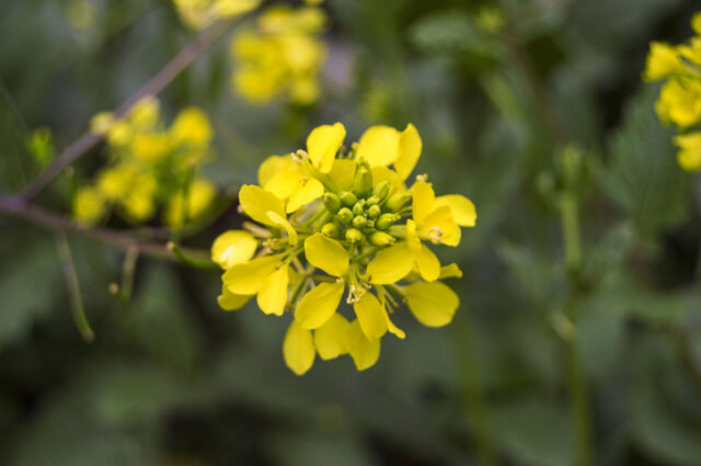 Senf - wann ist die Blütezeit
