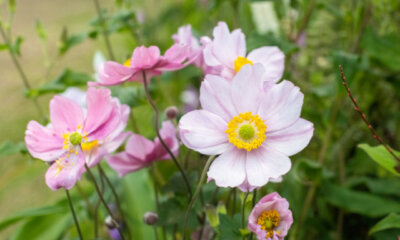 Sind Anemonen giftig für Kinder