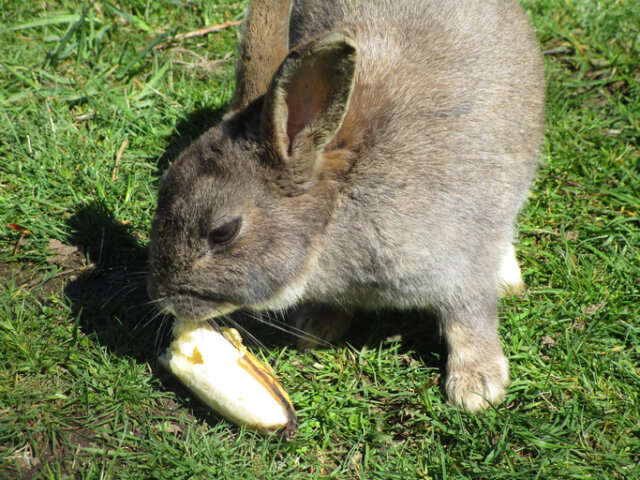 Sind Bananen gesund für Kaninchen
