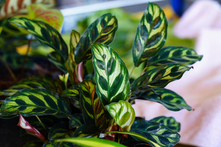 Sind Calatheas giftig für Katzen