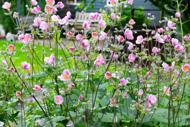 Sind Herbst-Anemonen giftig für Menschen und Tiere