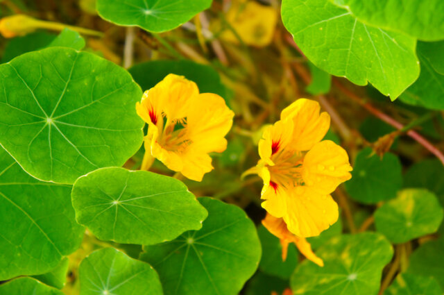 Sind Kresseblüten essbar