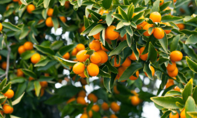 Sind Kumquats essbar