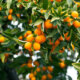 Sind Kumquats essbar