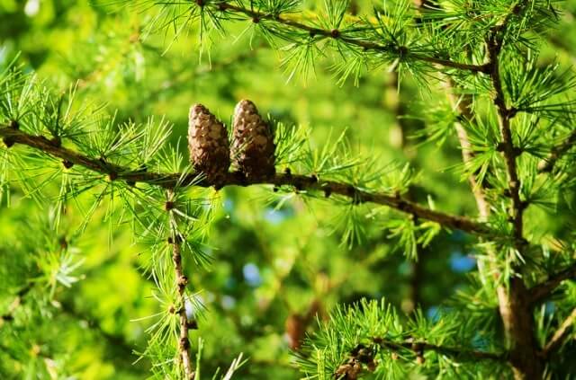 Sind Lärchen giftig für Tiere