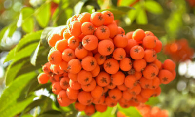 Sind Mehlbeeren giftig für Hunde