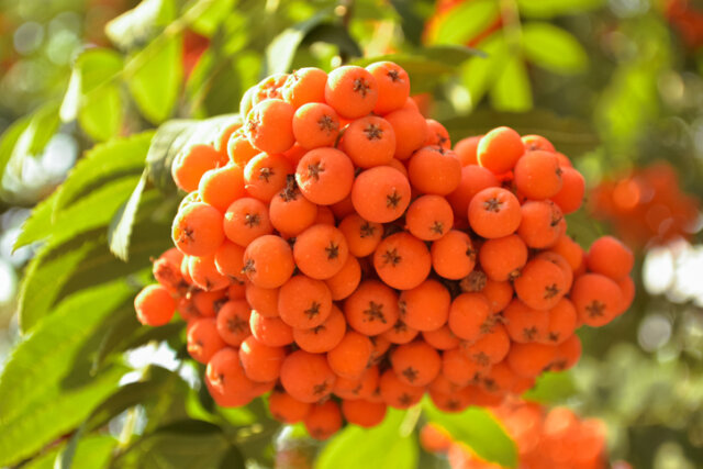 Sind Mehlbeeren giftig für Hunde