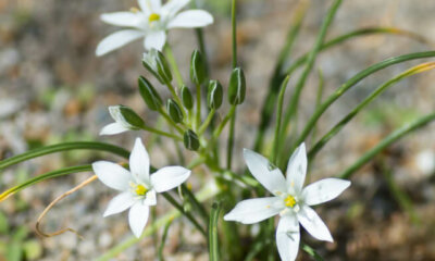 Sind Milchsterne giftig